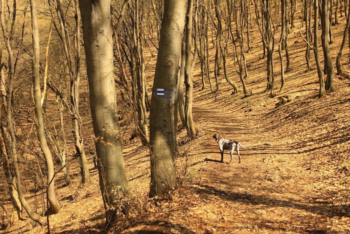 Baradla Kemping és Turistaszálló — photo 4